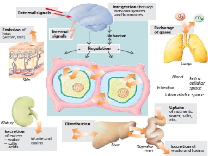 AS Biology, Cell membranes and Transport 27 