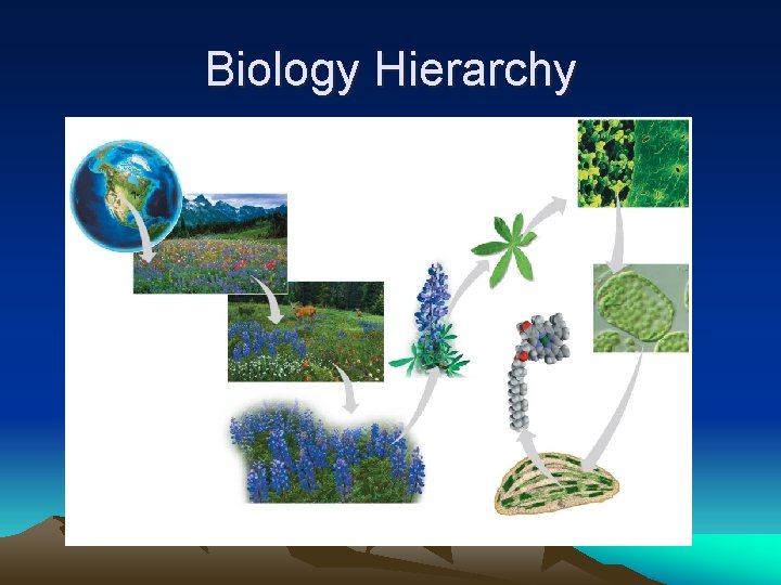 Biology Hierarchy 