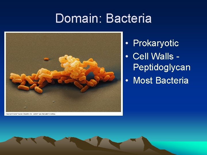 Domain: Bacteria • Prokaryotic • Cell Walls Peptidoglycan • Most Bacteria 