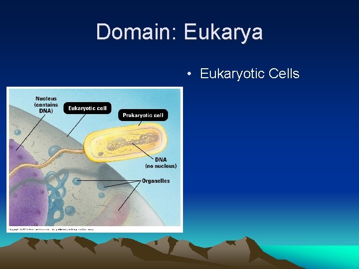 Domain: Eukarya • Eukaryotic Cells 