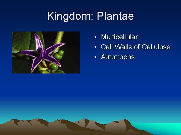 Kingdom: Plantae • Multicellular • Cell Walls of Cellulose • Autotrophs 