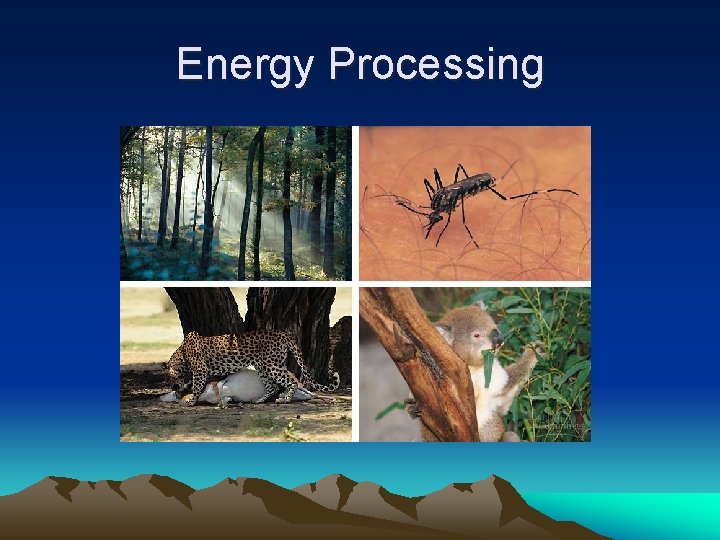 Energy Processing 