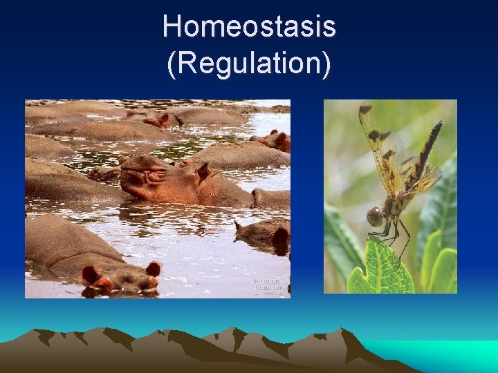 Homeostasis (Regulation) 