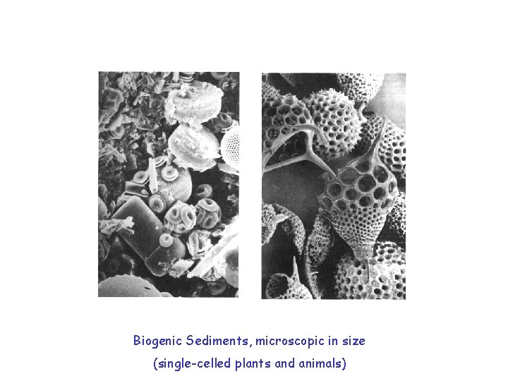 Biogenic Sediments, microscopic in size (single-celled plants and animals) 
