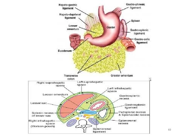 Dr. Asem Elsani 2009 49 