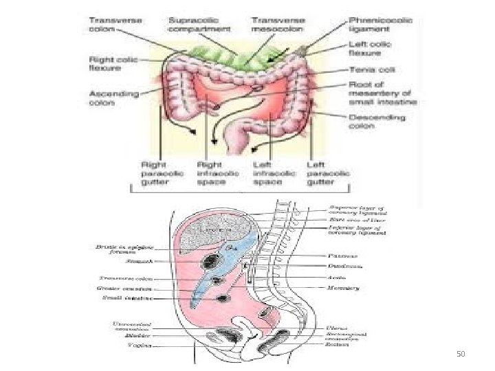 Dr. Asem Elsani 2009 50 
