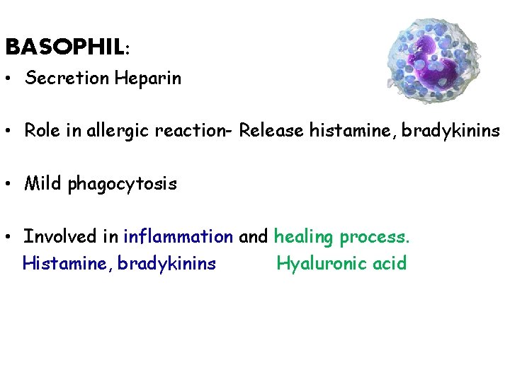 BASOPHIL: • Secretion Heparin • Role in allergic reaction- Release histamine, bradykinins • Mild