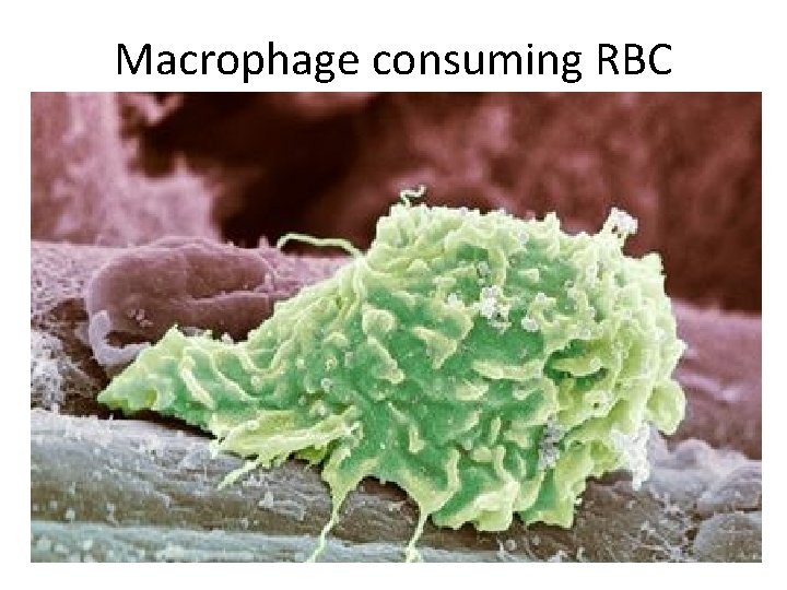 Macrophage consuming RBC 