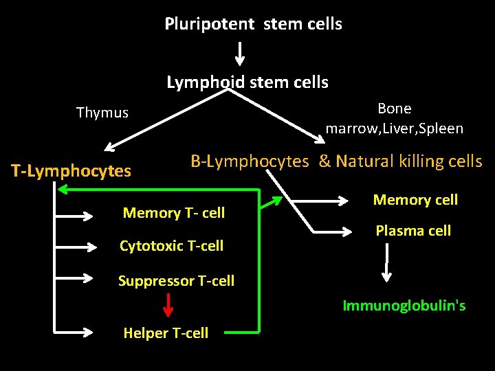 Pluripotent stem cells Lymphoid stem cells Bone marrow, Liver, Spleen Thymus T-Lymphocytes B-Lymphocytes &