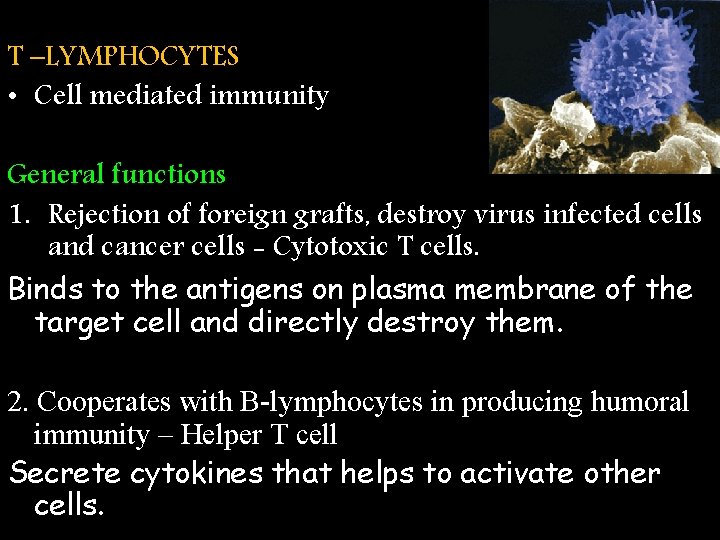 T –LYMPHOCYTES • Cell mediated immunity General functions 1. Rejection of foreign grafts, destroy