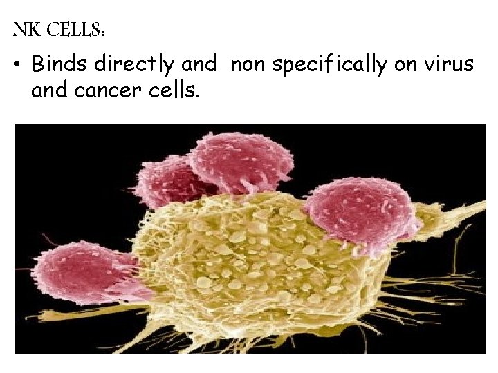 NK CELLS: • Binds directly and non specifically on virus and cancer cells. 