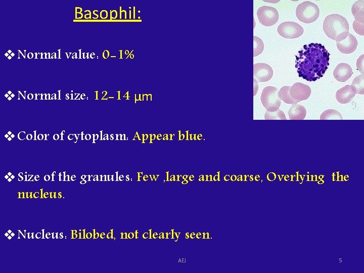 Basophil: v Normal value: 0 -1% v Normal size: 12 -14 μm v Color