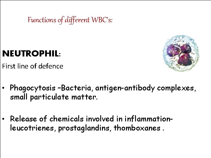 Functions of different WBC’s: NEUTROPHIL: First line of defence • Phagocytosis –Bacteria, antigen-antibody complexes,