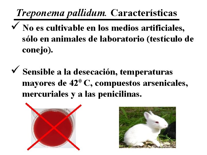 Treponema pallidum. Características ü No es cultivable en los medios artificiales, sólo en animales
