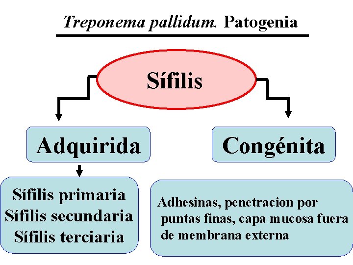 Treponema pallidum. Patogenia Sífilis Adquirida Sífilis primaria Sífilis secundaria Sífilis terciaria Congénita Adhesinas, penetracion