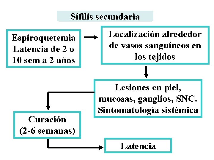 Sífilis secundaria Espiroquetemia Latencia de 2 o 10 sem a 2 años Curación (2