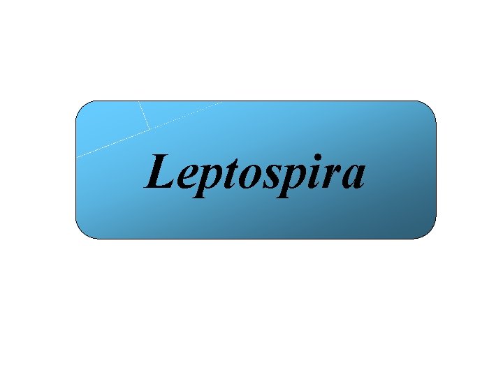 Leptospira 