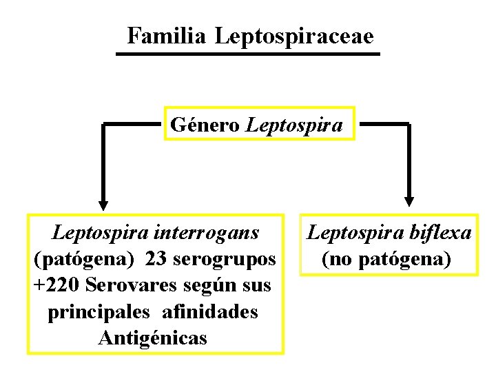 Familia Leptospiraceae Género Leptospira interrogans (patógena) 23 serogrupos +220 Serovares según sus principales afinidades