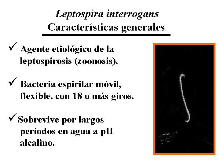 Leptospira interrogans Características generales. ü Agente etiológico de la leptospirosis (zoonosis). ü Bacteria espirilar