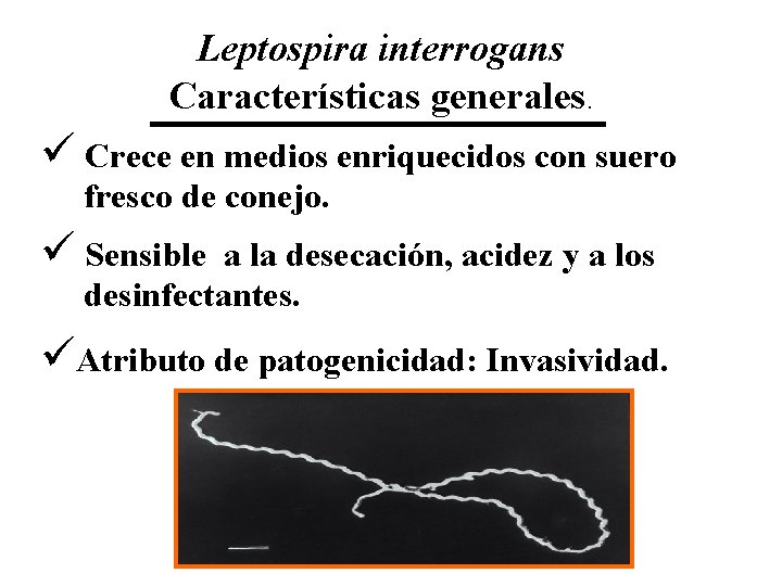 Leptospira interrogans Características generales. ü Crece en medios enriquecidos con suero fresco de conejo.