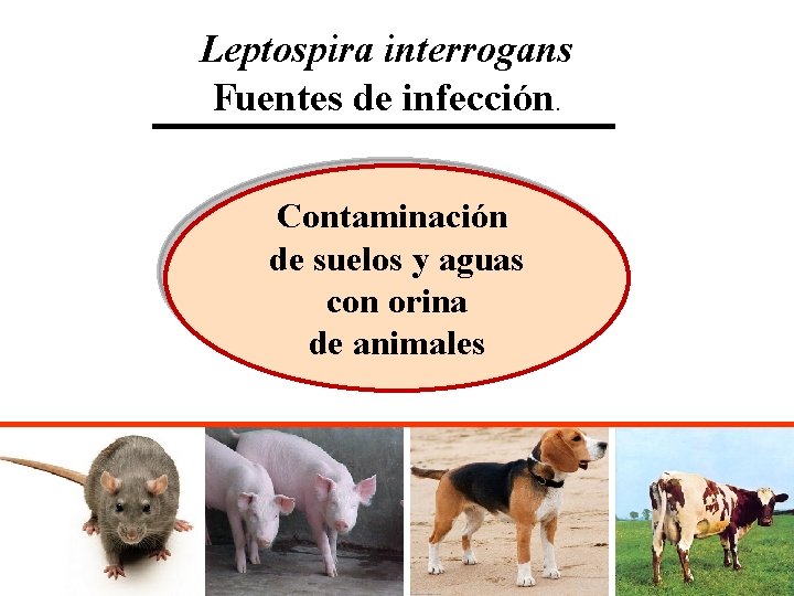 Leptospira interrogans Fuentes de infección. Contaminación de suelos y aguas con orina de animales