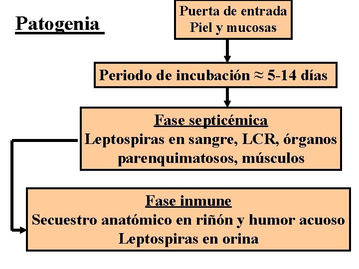 Patogenia Puerta de entrada Piel y mucosas Periodo de incubación ≈ 5 -14 días