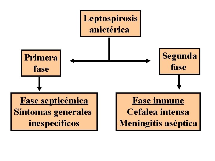 Leptospirosis anictérica Primera fase Fase septicémica Síntomas generales inespecíficos Segunda fase Fase inmune Cefalea
