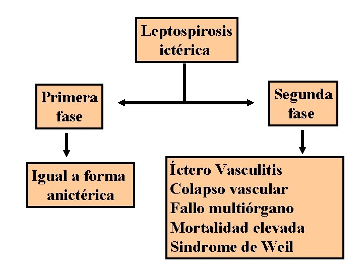 Leptospirosis ictérica Primera fase Igual a forma anictérica Segunda fase Íctero Vasculitis Colapso vascular