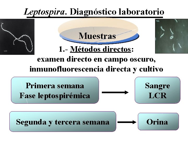 Leptospira. Diagnóstico laboratorio Muestras 1. - Métodos directos: examen directo en campo oscuro, inmunofluorescencia