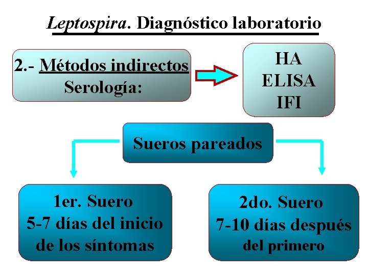 Leptospira. Diagnóstico laboratorio 2. - Métodos indirectos Serología: HA ELISA IFI Sueros pareados 1