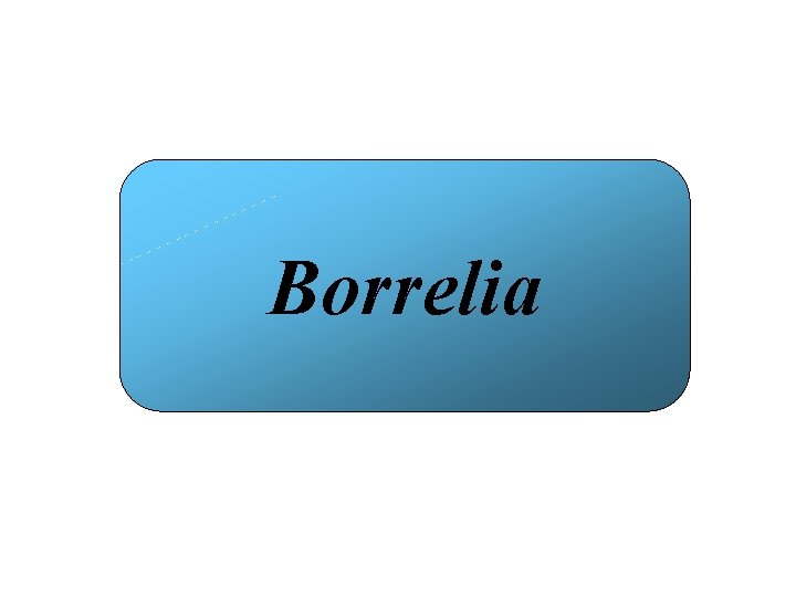 Borrelia 