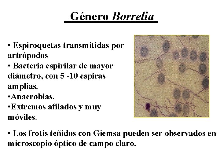 Género Borrelia • Espiroquetas transmitidas por artrópodos • Bacteria espirilar de mayor diámetro, con