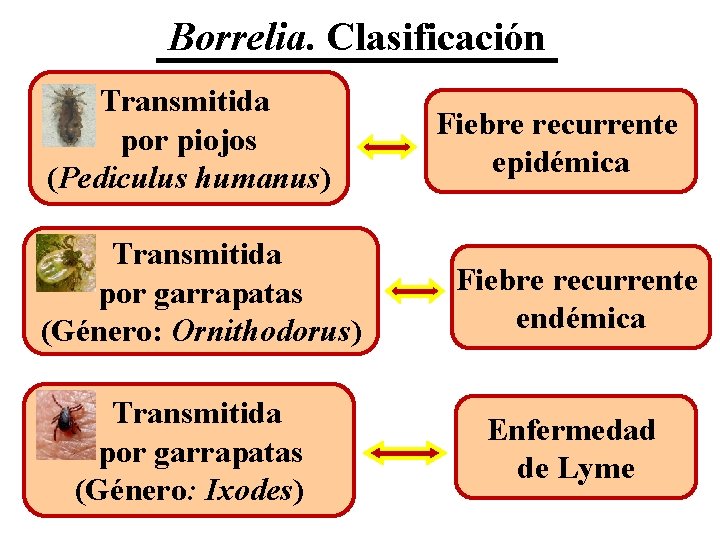 Borrelia. Clasificación Transmitida por piojos (Pediculus humanus) Transmitida por garrapatas (Género: Ornithodorus) Transmitida por