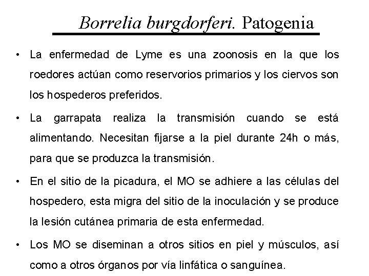 Borrelia burgdorferi. Patogenia • La enfermedad de Lyme es una zoonosis en la que
