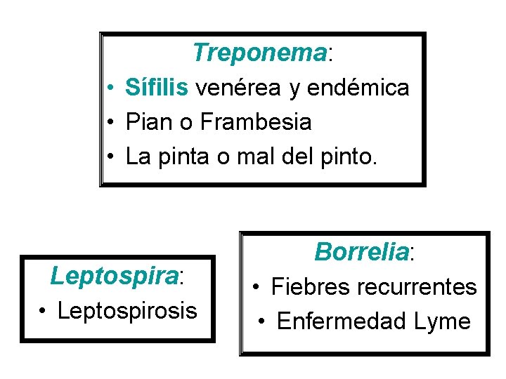 Treponema: • Sífilis venérea y endémica • Pian o Frambesia • La pinta o