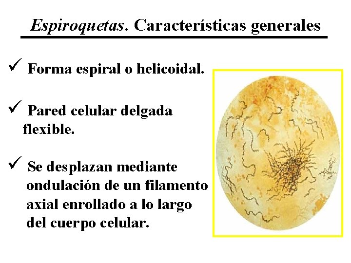 Espiroquetas. Características generales ü Forma espiral o helicoidal. ü Pared celular delgada flexible. ü