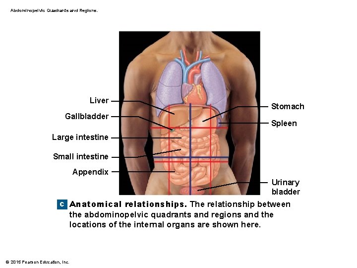 Abdominopelvic Quadrants and Regions. Liver Gallbladder Stomach Spleen Large intestine Small intestine Appendix Urinary