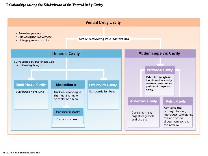 Relationships among the Subdivisions of the Ventral Body Cavity • Provides protection • Allows