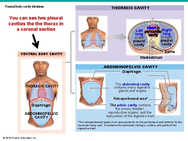 Ventral body cavity divisions You can see two pleural cavities the thorax in a