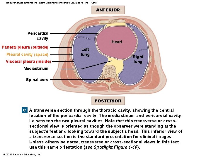 Relationships among the Subdivisions of the Body Cavities of the Trunk. ANTERIOR Pericardial cavity