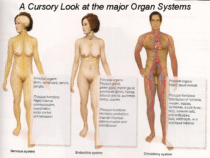 A Cursory Look at the major Organ Systems © 2015 Pearson Education, Inc. 