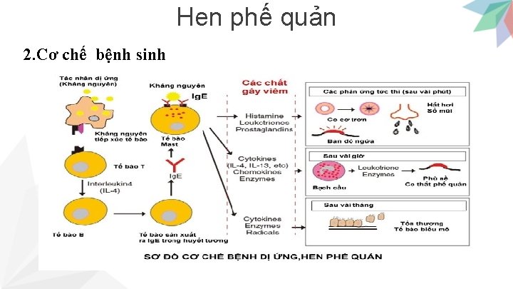 Hen phế quản 2. Cơ chế bệnh sinh 