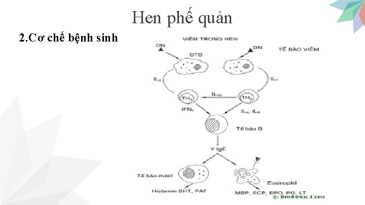 Hen phế quản 2. Cơ chế bệnh sinh 