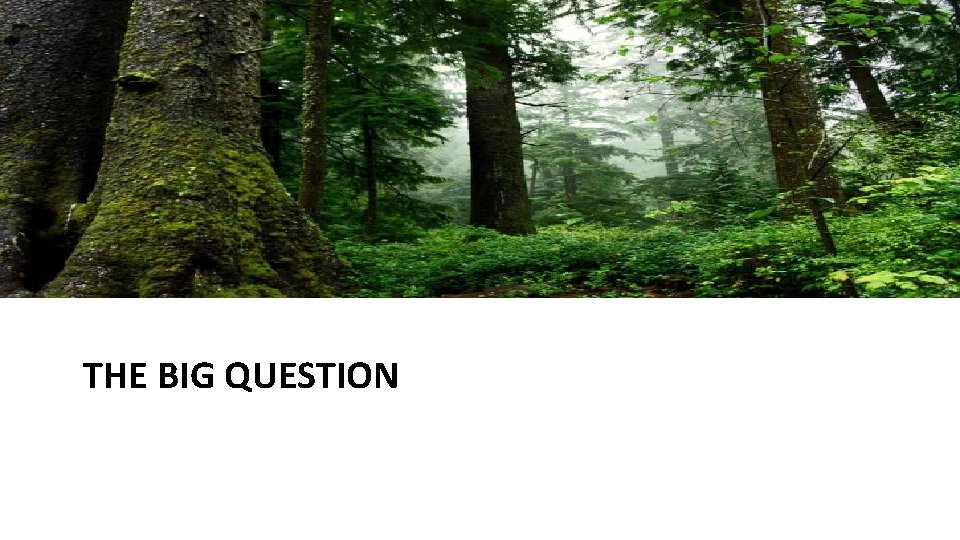 THE BIG QUESTION THE BIG QUESTION