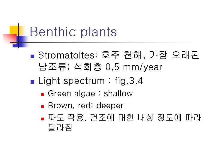 Benthic plants n n Stromatoltes: 호주 천해, 가장 오래된 남조류; 석회층 0. 5 mm/year