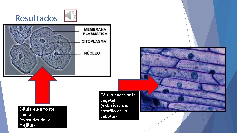 Resultados Célula eucarionte animal (extraídas de la mejilla) Célula eucarionte vegetal (extraídas del catafilo