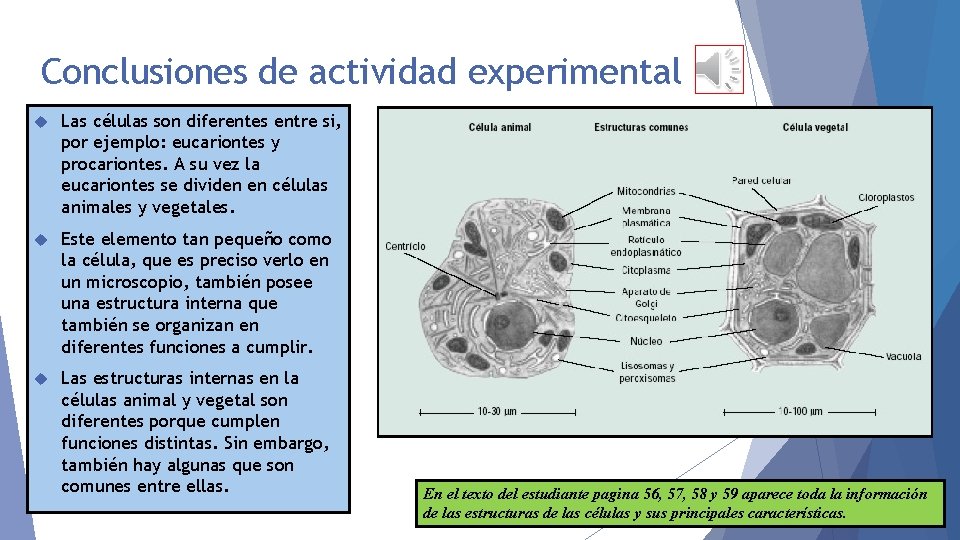 Conclusiones de actividad experimental Las células son diferentes entre si, por ejemplo: eucariontes y