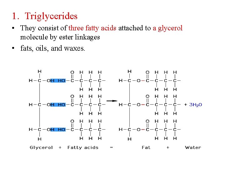 1. Triglycerides • They consist of three fatty acids attached to a glycerol molecule