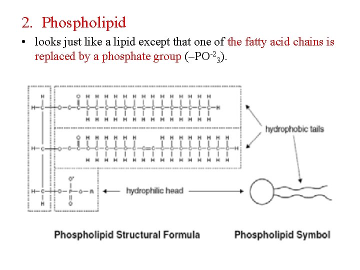 2. Phospholipid • looks just like a lipid except that one of the fatty
