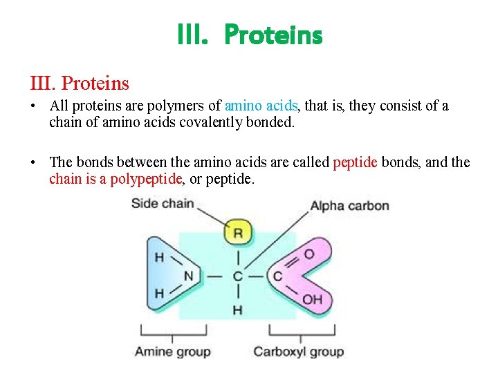 III. Proteins • All proteins are polymers of amino acids, that is, they consist